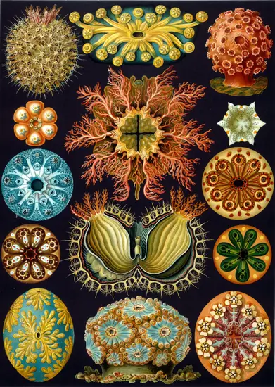 Haeckel_Ascidiae