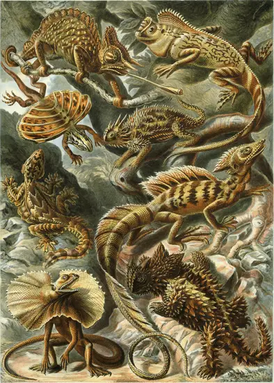 Haeckel_Lacertilia