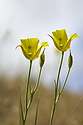 Yellow poppies